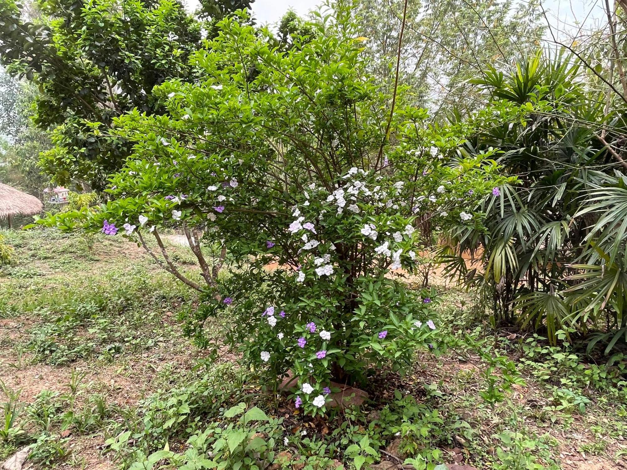 Chiang Dao Roundhouses Exterior photo